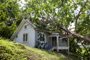 How to deal with a fallen tree in Eugene, OR