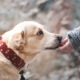 Liability Insurance for Dog Bite Claims Eugene, OR