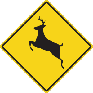 How to lower your risk for a deer collision in Eugene, OR